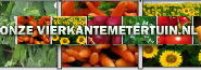 Vierkant