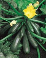 Courgette