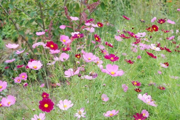 Cosmea