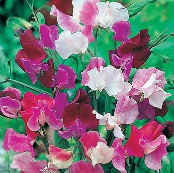 Lathyrus