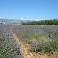 lavendel