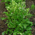 rucola