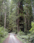 sequoia sempervirens