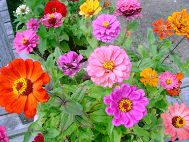 Zinnia
